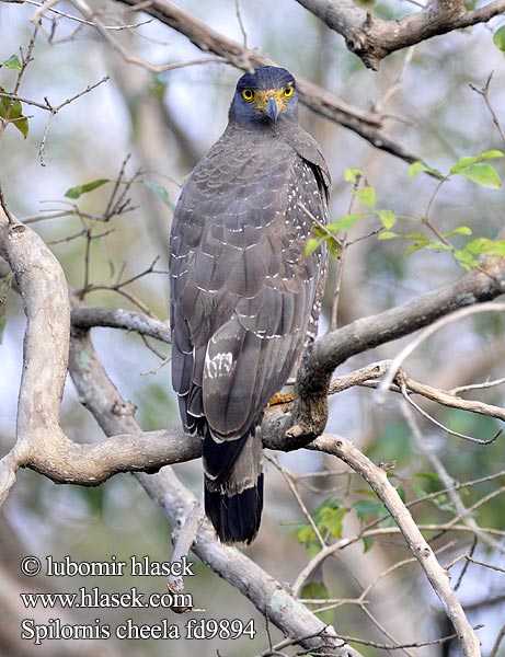 Spilornis cheela Crested Serpent-Eagle Orlík chocholatý Schlangenweihe Culebrera Chiíla Serpentaire bacha Aquila serpentaria Kinabalu キナバルカンムリワシ Kinabalu-slangearend Хохлатый змееяд Wezojad czubaty 蛇雕 蛇鵰 Diều hoa miến điện trung quốc Orienthjälmörn Hadiar čepcový Helang Berjambul Kuik 관수리 Elangular Bido Borneonharjakotka Качулат змияр Borneoslangeørn