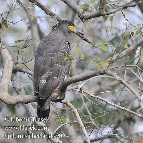 Schlangenweihe Culebrera Chiíla Serpentaire bacha Aquila serpentaria Kinabalu キナバルカンムリワシ Kinabalu-slangearend Хохлатый змееяд Wezojad czubaty 蛇雕 蛇鵰 Diều hoa miến điện trung quốc Orienthjälmörn Hadiar čepcový Helang Berjambul Kuik 관수리 Elangular Bido Borneonharjakotka Качулат змияр Borneoslangeørn Spilornis cheela Crested Serpent-Eagle Orlík chocholatý