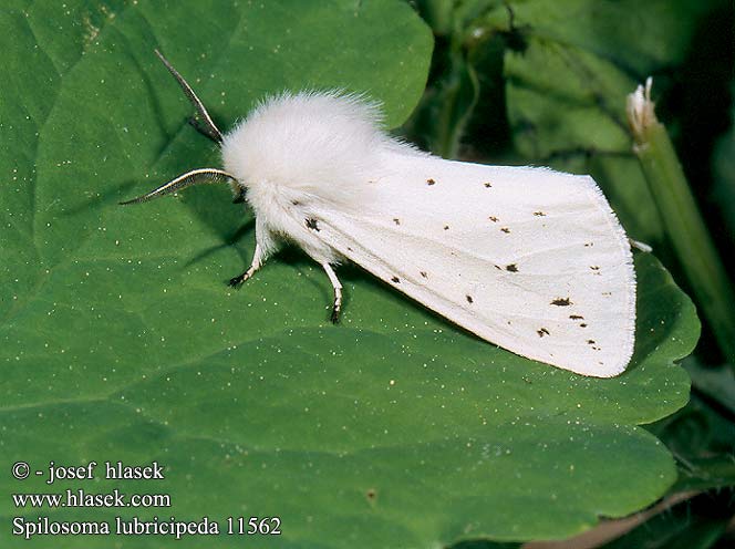 Spilosoma lubricipeda White Ermine Weisser Tigerbär Tigermotte Přástevník mátový Szewnica miętówka Spriadač obyčajný Ecaille tigrée Vanlig tigerspinner Almindelig tigerspinder Witte tijger キハラゴマダラヒトリ Медведица мятная Allmän tigerspinnare