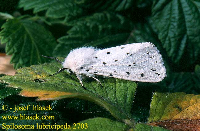 Spilosoma lubricipeda Přástevník mátový Szewnica miętówka Spriadač obyčajný Ecaille tigrée Vanlig tigerspinner Almindelig tigerspinder Witte tijger キハラゴマダラヒトリ Медведица мятная Allmän tigerspinnare White Ermine Weisser Tigerbär Tigermotte