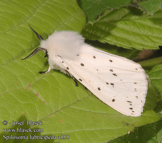 Spilosoma lubricipeda Spriadač obyčajný Ecaille tigrée Vanlig tigerspinner Almindelig tigerspinder Witte tijger キハラゴマダラヒトリ Медведица мятная Allmän tigerspinnare White Ermine Weisser Tigerbär Tigermotte Přástevník mátový Szewnica miętówka