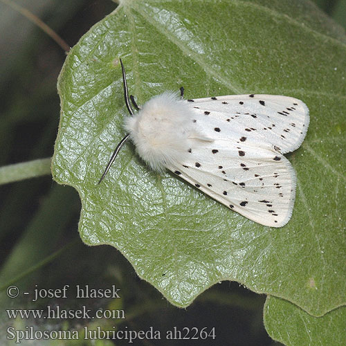 Spilosoma lubricipeda キハラゴマダラヒトリ Медведица мятная Allmän tigerspinnare White Ermine Weisser Tigerbär Tigermotte Přástevník mátový Szewnica miętówka Spriadač obyčajný Ecaille tigrée Vanlig tigerspinner Almindelig tigerspinder Witte tijger