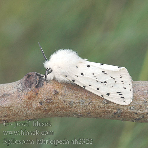 Spilosoma lubricipeda Allmän tigerspinnare White Ermine Weisser Tigerbär Tigermotte Přástevník mátový Szewnica miętówka Spriadač obyčajný Ecaille tigrée Vanlig tigerspinner Almindelig tigerspinder Witte tijger キハラゴマダラヒトリ Медведица мятная