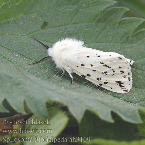 Spilosoma lubricipeda Weisser Tigerbär Tigermotte Přástevník mátový Szewnica miętówka Spriadač obyčajný Ecaille tigrée Vanlig tigerspinner Almindelig tigerspinder Witte tijger キハラゴマダラヒトリ Медведица мятная Allmän tigerspinnare White Ermine