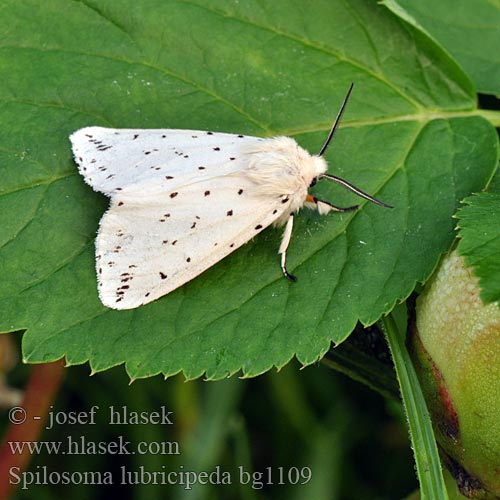 Ecaille tigrée Vanlig tigerspinner Almindelig tigerspinder Witte tijger キハラゴマダラヒトリ Медведица мятная Allmän tigerspinnare White Ermine Spilosoma lubricipeda Weisser Tigerbär Tigermotte Přástevník mátový Szewnica miętówka Spriadač obyčajný