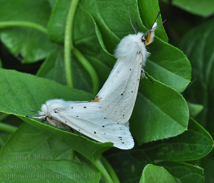 Spilosoma lubricipeda White Ermine