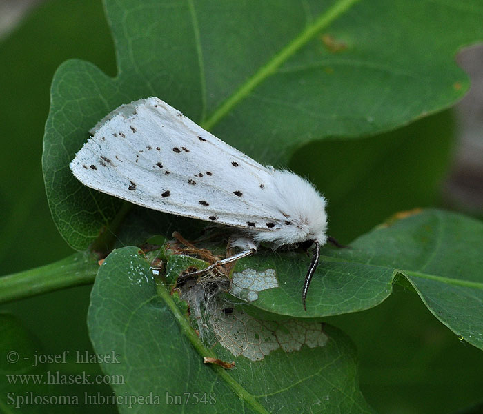 Spilosoma lubricipeda Weisser Tigerbär Tigermotte