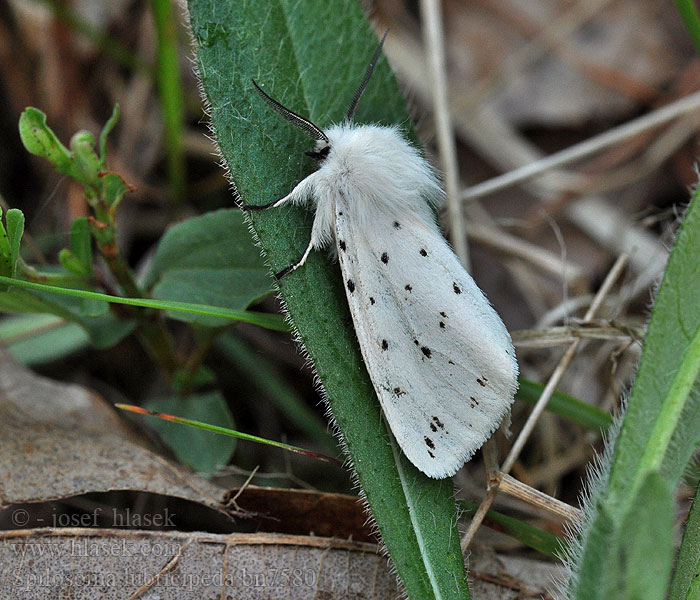 Spilosoma lubricipeda Přástevník mátový