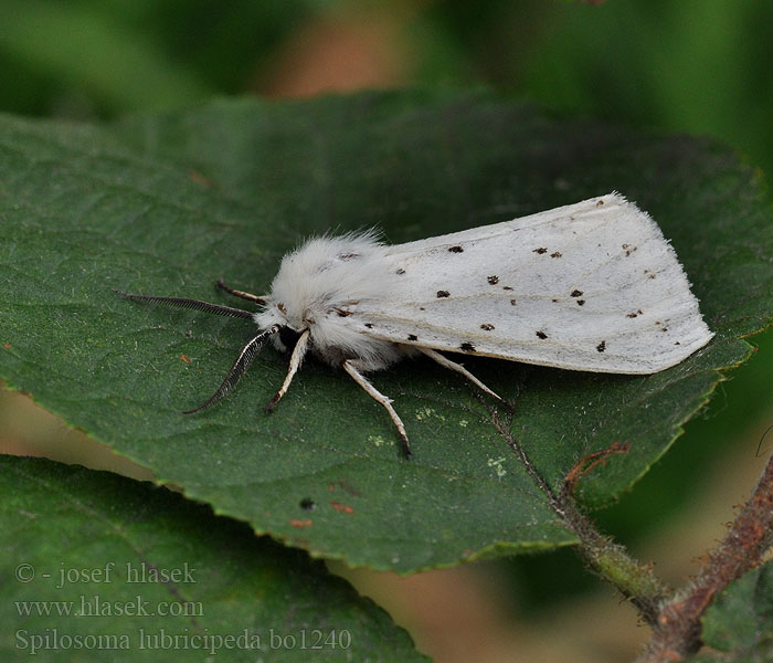 Spilosoma lubricipeda Szewnica miętówka