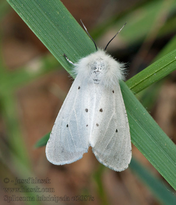 Spilosoma lubricipeda