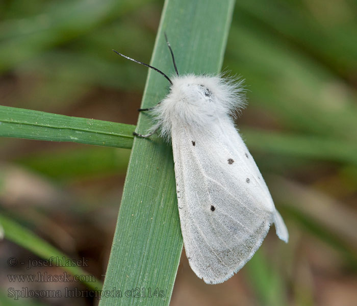 Spilosoma lubricipeda