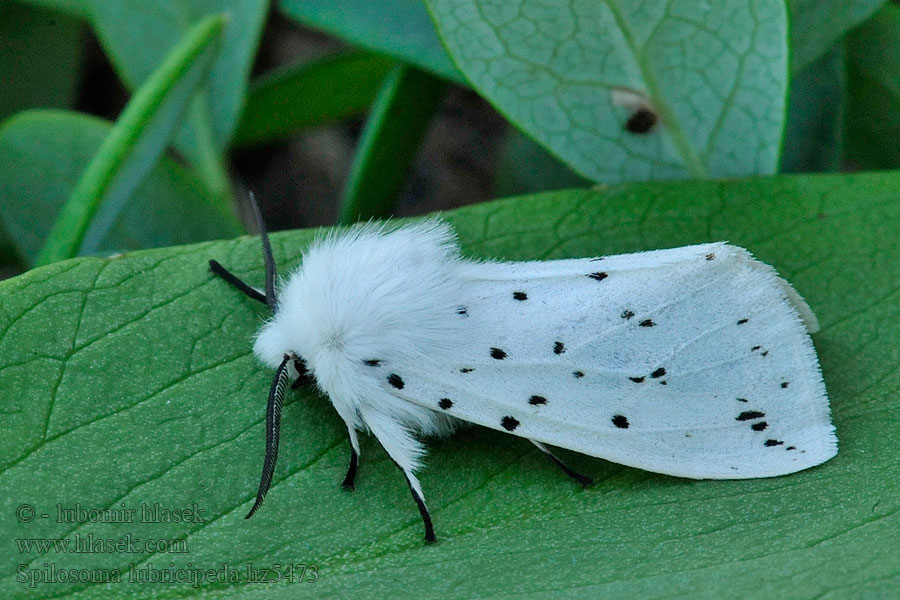 Spilosoma lubricipeda