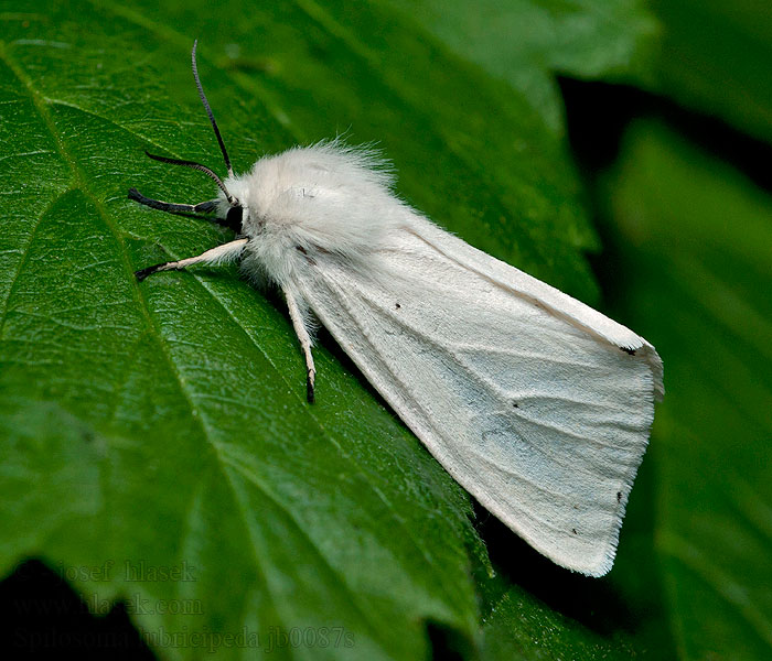 Spilosoma lubricipeda