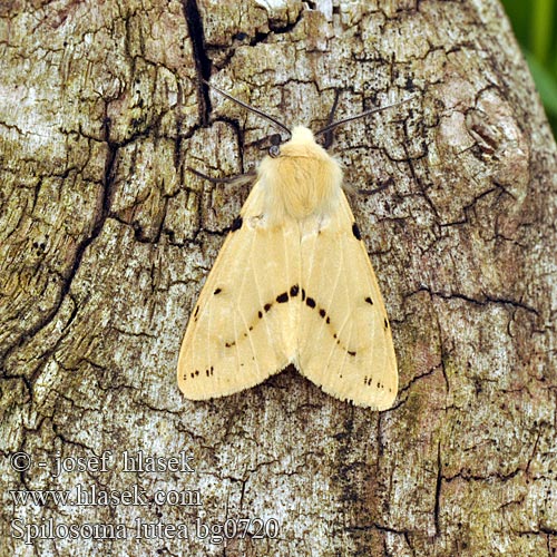 Spilosoma lutea luteum Bieżnica żółtnica Szewnica bzówka Přástevník bezový