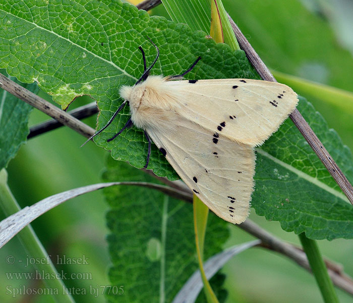 Buff Ermine Медведица жёлтая Gul Tigerspinder Gele tijger