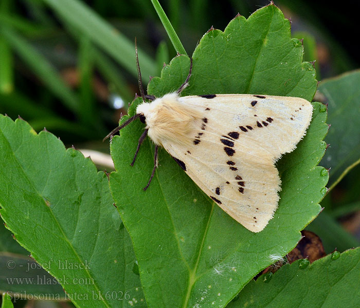 Gele tijger Spilosoma lutea luteum Bieżnica żółtnica Szewnica bzówka