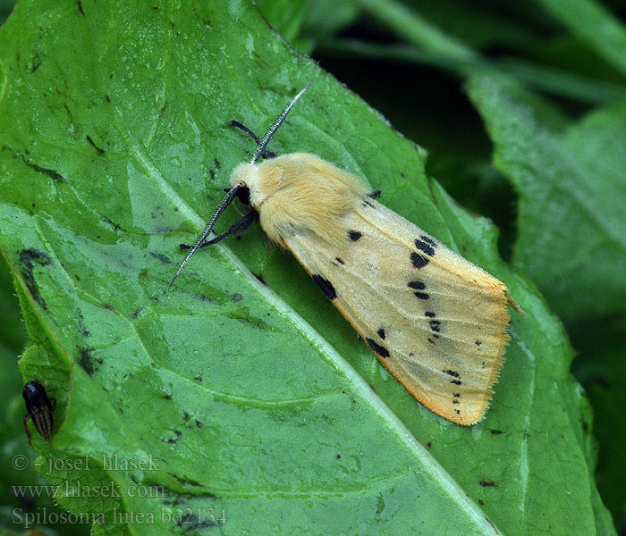 Spilosoma lutea luteum Bieżnica żółtnica Szewnica bzówka