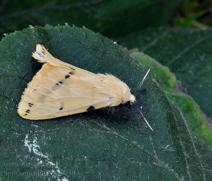 Spilosoma lutea luteum Přástevník bezový