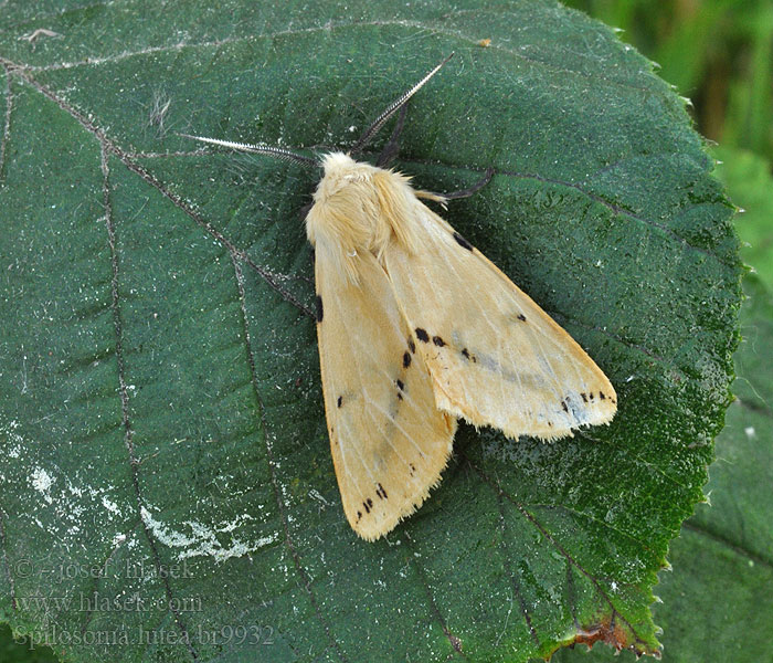 Spilosoma lutea luteum Gelber Fleckleibbär Fleckleibbaer Gelbe Tigermotte