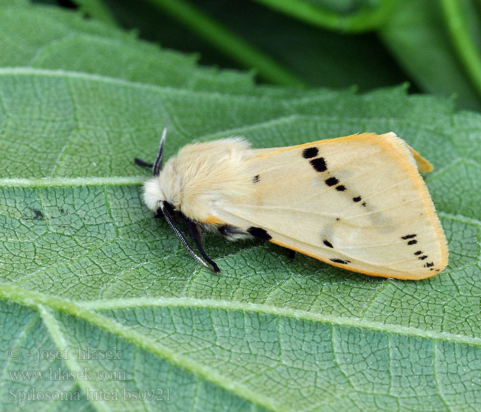 Spilosoma lutea luteum Écaille lièvre