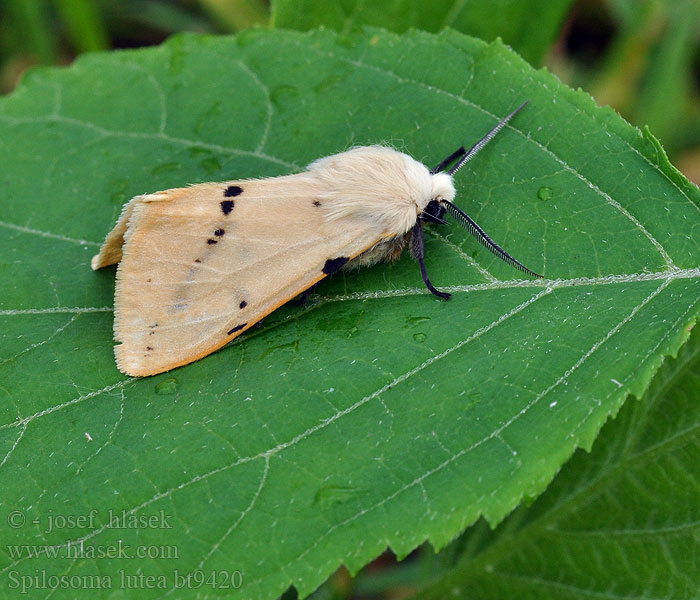 Spilosoma lutea luteum Ilvessiilikäs Gul tigerspinnare