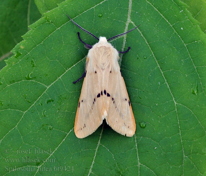 Spilosoma lutea luteum Buff Ermine