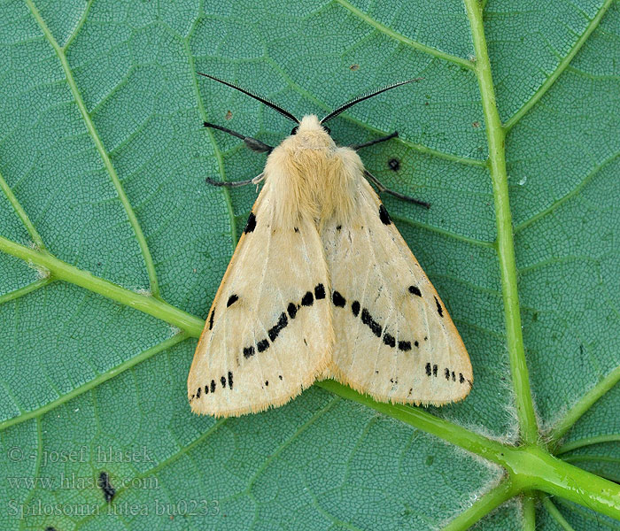 Spilosoma lutea luteum Медведица жёлтая