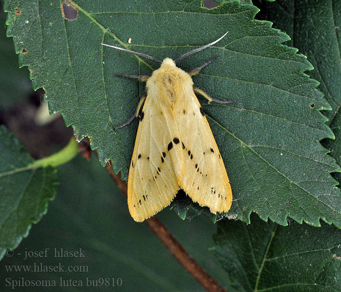 Spilosoma lutea luteum Gul Tigerspinder Gele tijger