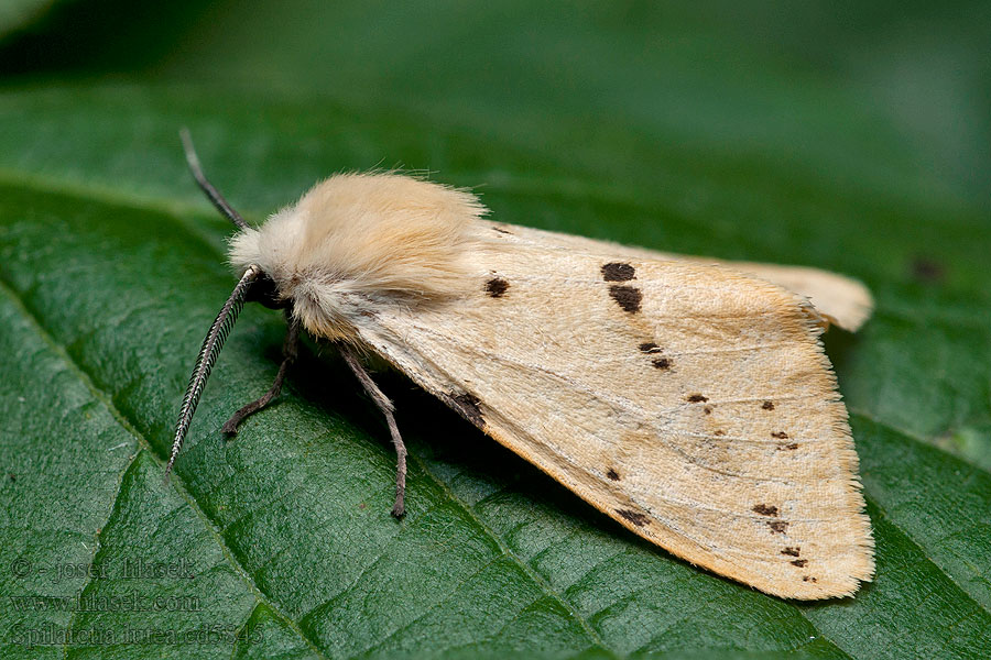 Bieżnica żółtnica Szewnica bzówka Spilosoma lutea luteum