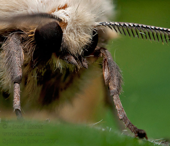 Přástevník bezový Spilosoma lutea luteum