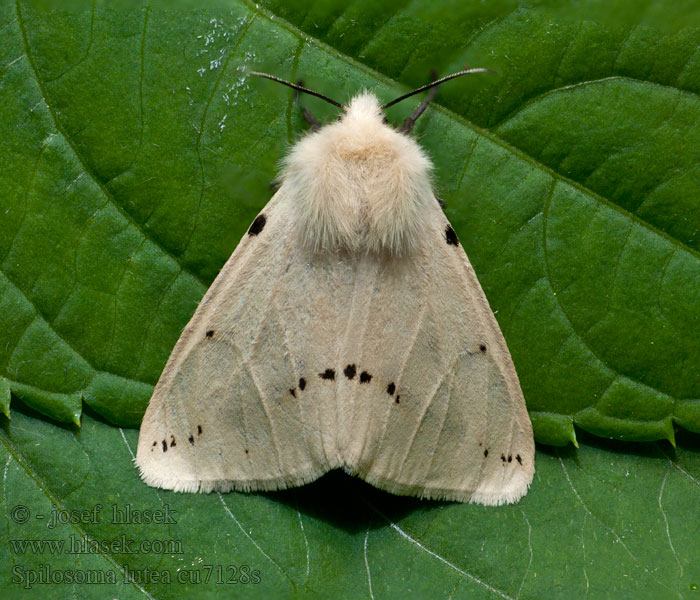 Spilosoma luteum