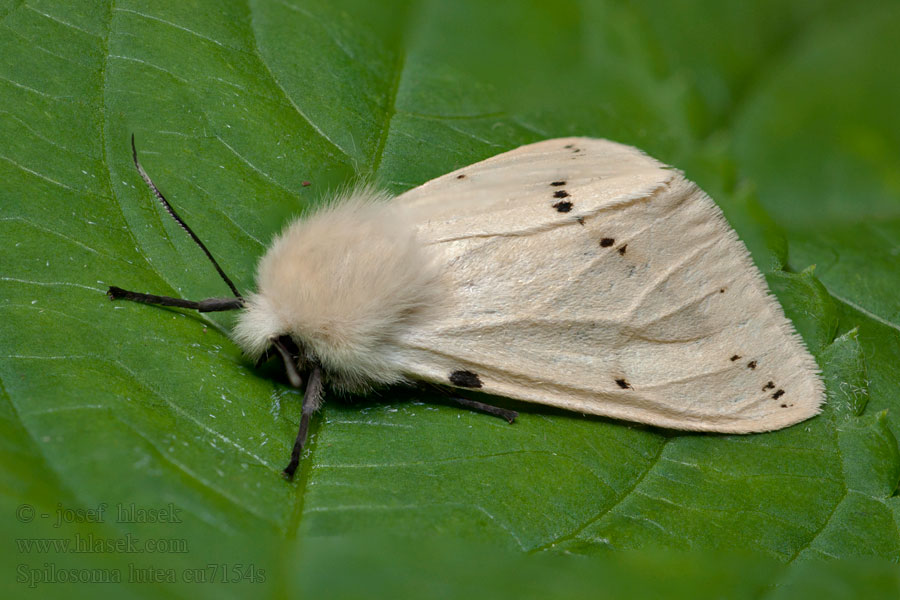 Spilosoma luteum