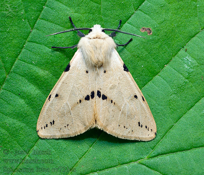 Spilosoma luteum