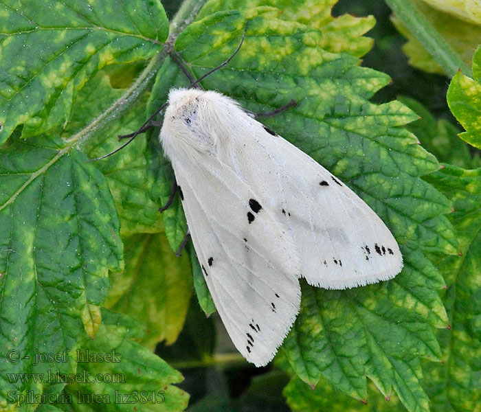 Gelber Fleckleibbär Fleckleibbaer Gelbe Tigermotte Spilosoma lutea