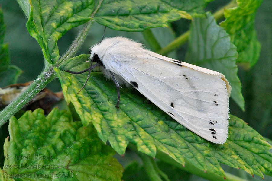 Écaille lièvre Spilosoma lutea luteum