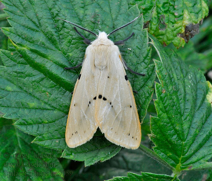 Gul tigerspinnare Buff Ermine Spilosoma lutea luteum