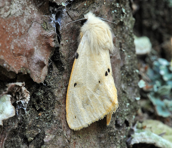 Медведица жёлтая Spilosoma lutea luteum