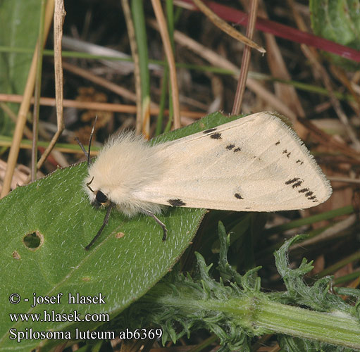 Spilosoma luteum Bieżnica żółtnica Szewnica bzówka Přástevník bezový