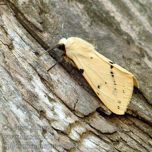 Spilosoma luteum Gelber Fleckleibbär Fleckleibbaer Gelbe Tigermotte