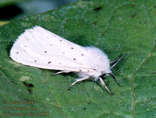 Spilosoma urticae Water Ermine Nesselbär Schmalfluegeliger Fleckleibbaer Přástevník kopřivový Szewnica pokrzywnica Spriadač žihľavový Ecaille l'Ortie Hvit tigerspinner Hvid Tigerspinder Sneeuwbeer Janösiilikäs Hószínű medvelepke Медведица крапивная Vit tigerspinnare