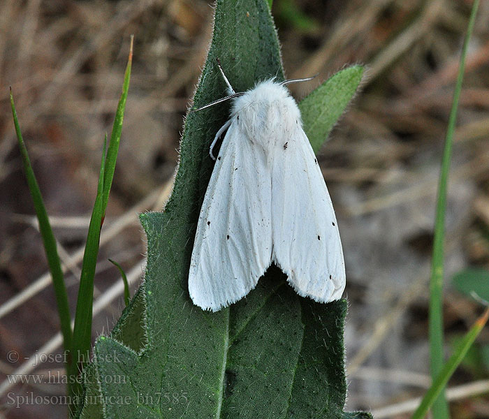 Spilosoma urticae Water Ermine