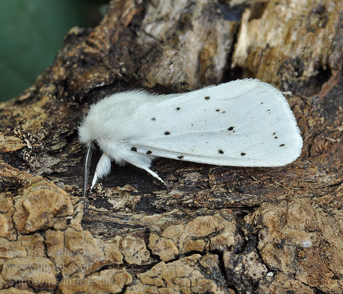 Spilosoma urticae Nesselbär Schmalfluegeliger Fleckleibbaer