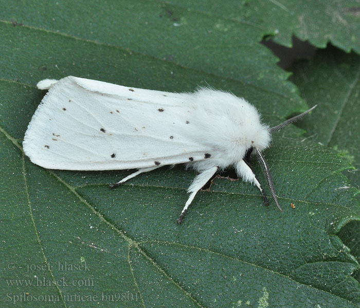 Spilosoma urticae Přástevník kopřivový