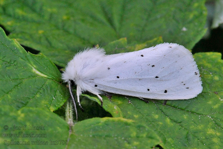 Spilosoma urticae