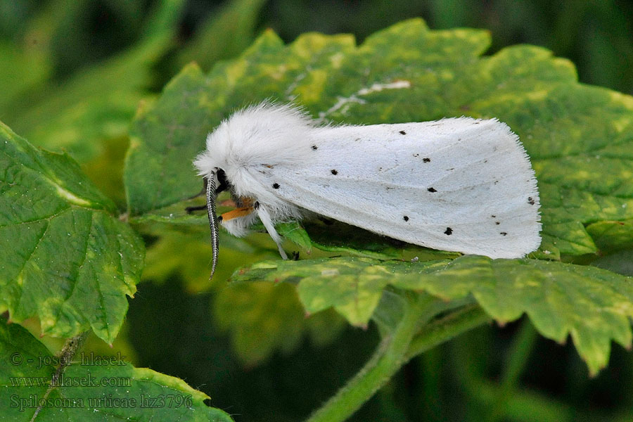 Spilosoma urticae