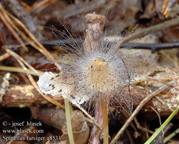 Spinellus fusiger UK: Bonnet Mould DK: Huenal FI: Hiiponhome DE: Helmlingsschimmel PL: Szpileczka czerniejąca CZ: houbáš hnědý SE: Hättmögel SYN: Mucor fusiger macrocarpus NO: Hettemugg