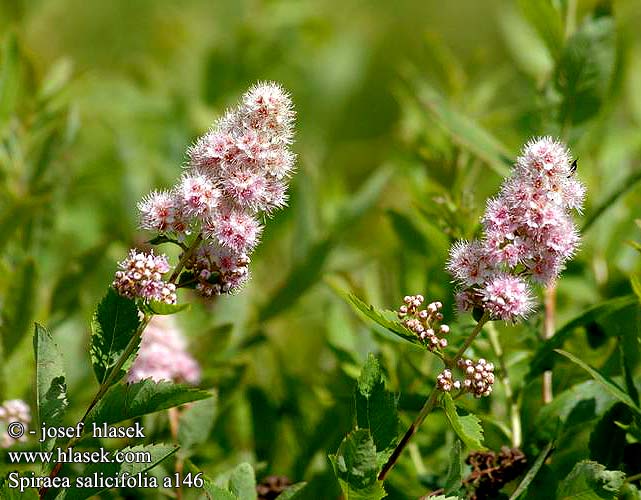 Spiraea salicifolia Fűzlevelű gyöngyvessző Tavolník vrbolistý