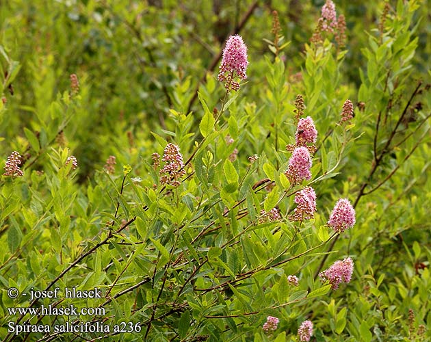 Viitapajuangervo Häckspirea Spirée feuilles Saule Spirea con foglie