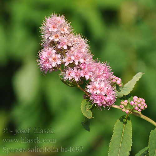 Spirea con foglie Salice Tawuła wierzbolistna Witkowa wjerbička