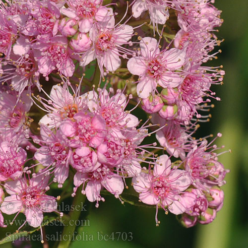 Vrbovolistna medvejka Спірея верболиста Spiraea salicifolia